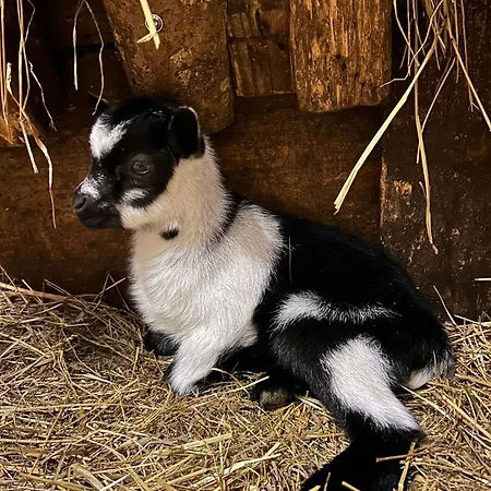 Sieglhub Chalets - Appartements - Hotel 3* Flachau