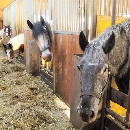 מלון Sieglhub - - פלאכאו