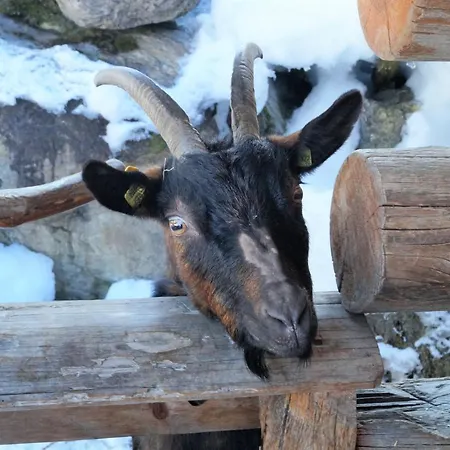 מלון Sieglhub - - 3*