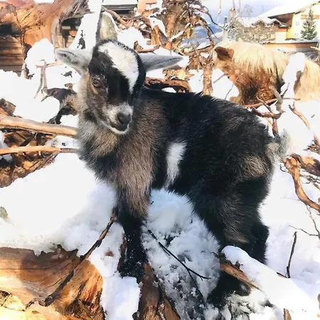 Sieglhub Chalets - Appartements - Hotel Hotel 3*