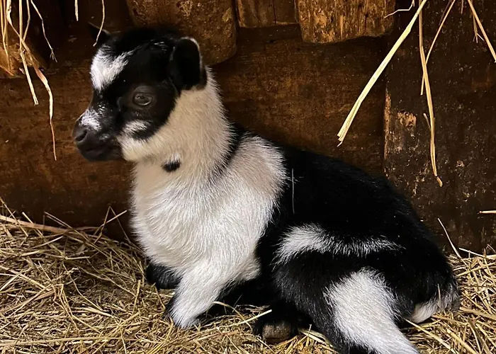 Sieglhub Chalets - Appartements - Hotel 3* Flachau