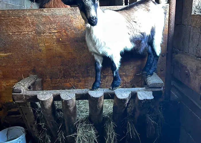 Sieglhub Chalets - Appartements - Hotel Hotel