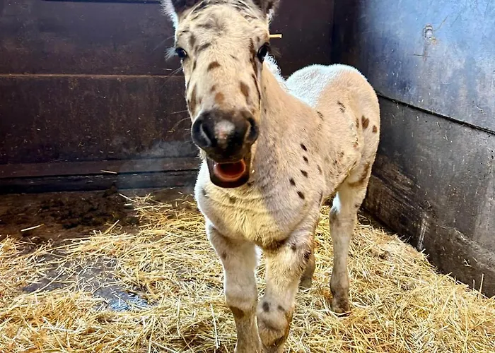 Sieglhub Chalets - Appartements - Hotel 3* Flachau