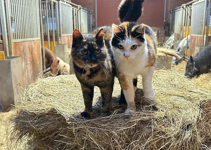 Sieglhub Chalets - Appartements - Hotel