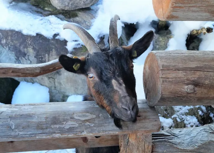 Hotel Sieglhub Chalets - Appartements - Hotel 3*